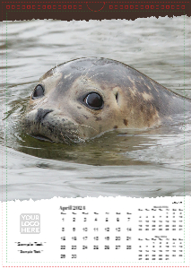 British Wildlife