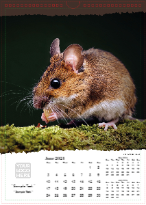 British Wildlife