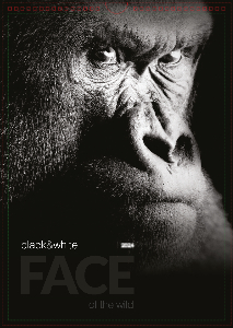 Face of The Wild