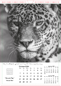 Face of The Wild