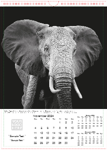 Face of The Wild