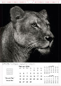 Face of The Wild