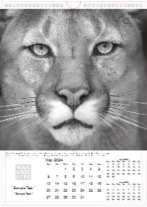 Face of The Wild