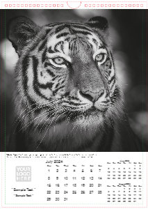 Face of The Wild