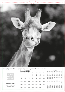 Face of The Wild