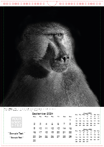 Face of The Wild