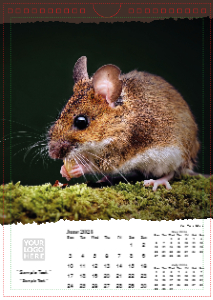 British Wildlife