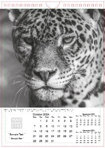 Face of The Wild