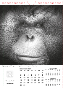 Face of The Wild