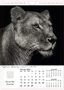 Face of The Wild