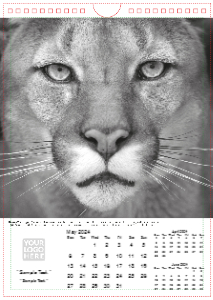 Face of The Wild
