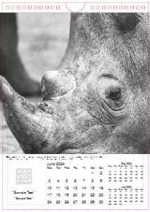 Face of The Wild