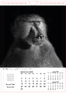 Face of The Wild
